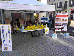 Vente de mimosa à Mornant et Saint-Martin-la-Plaine