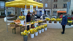 Vente de mimosa à Mornant et Saint-Martin-la-Plaine