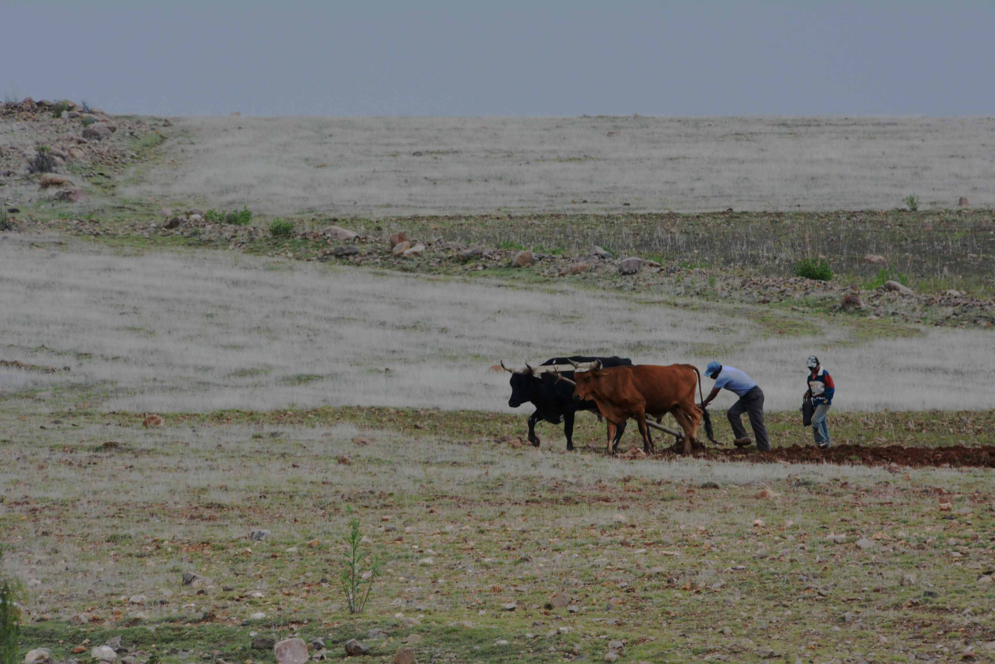 Labour en Bolivie