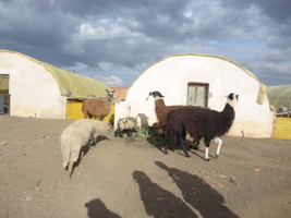 Appui aux enfants des rues dans le cadre du projet Luz de Esperanza a El Alto 