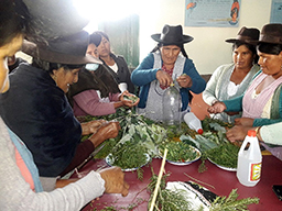 Projet en Bolivie dans la région de Tarabuco soutenu par Partage sans Frontières