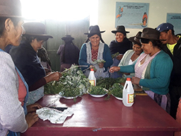 Projet en Bolivie dans la région de Tarabuco soutenu par Partage sans Frontières