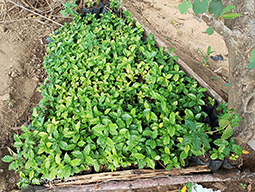 Projets de Vanastalee soutenu par Partage sans Frontières