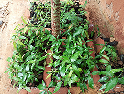 Projets de Vanastalee soutenu par Partage sans Frontières