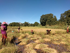 Projet à Isoanala soutenu par Partage sans Frontières