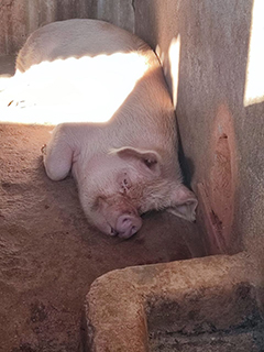 Projets de Vanastalee soutenu par Partage sans Frontières