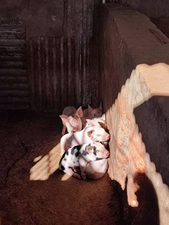 Projets de Vanastalee soutenu par Partage sans Frontières