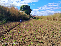 Projet à Sakalalina soutenu par Partage sans Frontières
