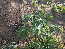 Projet à Sakalalina soutenu par Partage sans Frontières