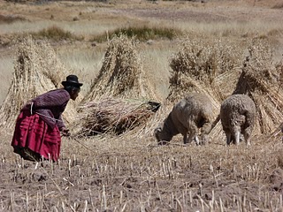 Sur le site de Camacani